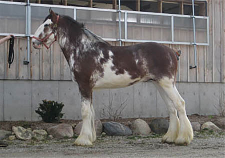 Ambro Jason - Young Clydesdale Stallion At Stud 